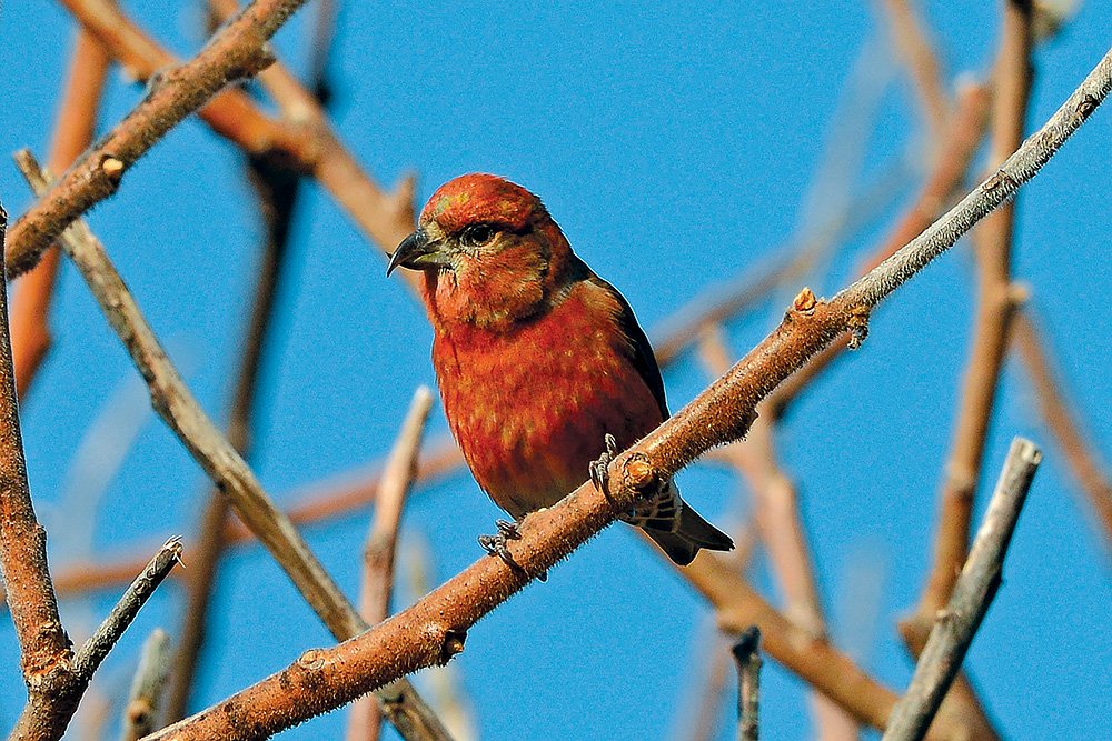Red-Crossbill